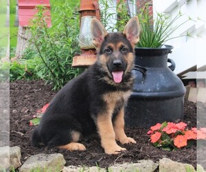 German Shepherd Dog Puppy for sale in FREDERICKSBURG, OH, USA