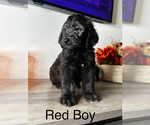 Puppy Red Boy Labradoodle