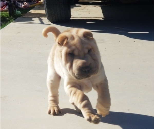 Medium Photo #1 Chinese Shar-Pei Puppy For Sale in APPLE VALLEY, CA, USA