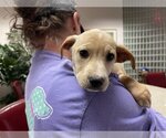 Small Photo #2 Labrador Retriever Puppy For Sale in Holly Springs, NC, USA
