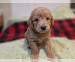 Small #11 Goldendoodle
