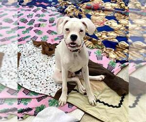 Boxer-Unknown Mix Dogs for adoption in Fort Wayne, IN, USA