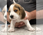 Small #1 Beagle