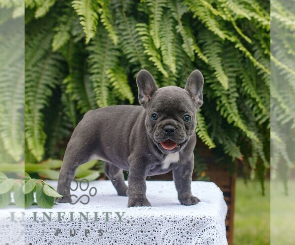 Medium Photo #4 French Bulldog Puppy For Sale in NARVON, PA, USA