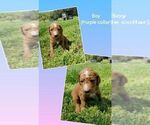Small Photo #11 Goldendoodle Puppy For Sale in LEBANON, TN, USA