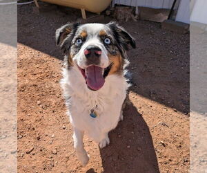 Australian Shepherd Dogs for adoption in Vail, AZ, USA