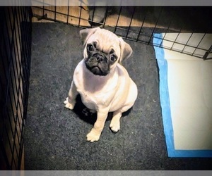 Pug Puppy for sale in BERWYN, IL, USA