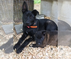 Belgian Malinois Dogs for adoption in SHELTON, WA, USA