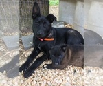 Small Belgian Malinois