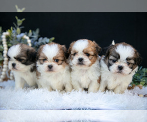 Shih Tzu Litter for sale in CLARE, MI, USA