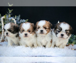 Small Shih Tzu