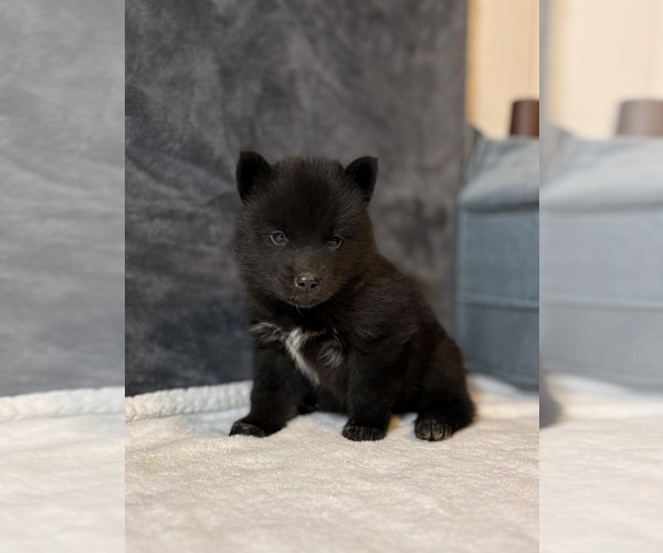 Medium Photo #12 Siberian Husky Puppy For Sale in HEMET, CA, USA