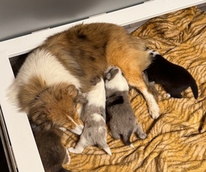 Shetland Sheepdog Litter for sale in MILTON, FL, USA