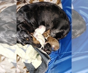 Mother of the Dachshund puppies born on 05/11/2023
