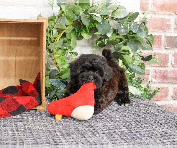 Medium Photo #5 ShihPoo Puppy For Sale in SYRACUSE, IN, USA