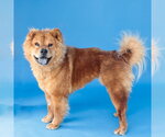 Small #1 Chow Chow