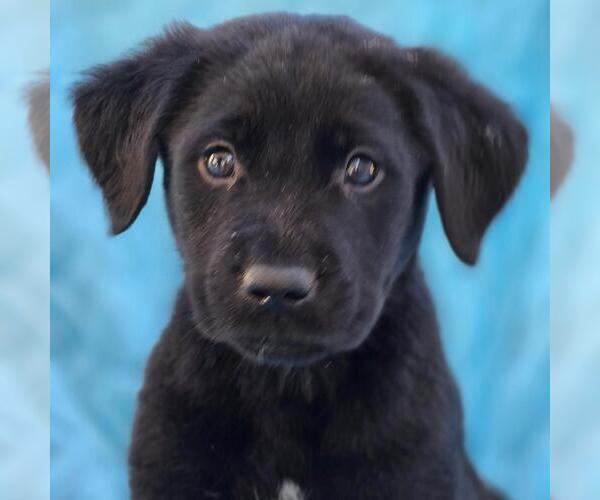 Medium Photo #2 Labrador Retriever-Unknown Mix Puppy For Sale in San Diego, CA, USA