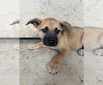Small Black Mouth Cur Mix