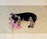 Small #3 German Shepherd Dog