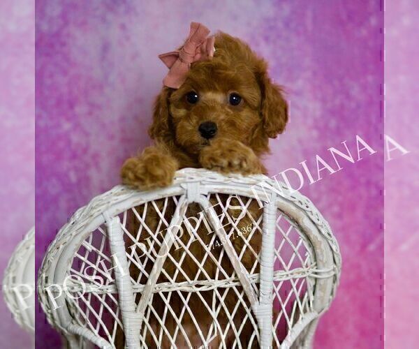Medium Photo #38 Poodle (Miniature) Puppy For Sale in WARSAW, IN, USA