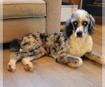Small Photo #1 Aussiedoodle Puppy For Sale in SPARTANBURG, SC, USA