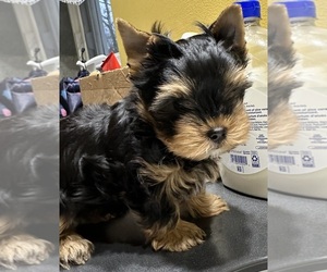 Yorkshire Terrier Puppy for sale in SHELTON, CT, USA