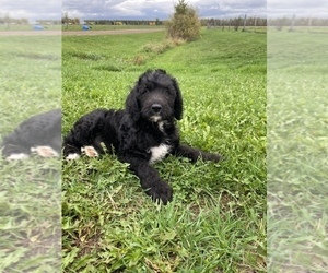 Labradoodle Puppy for sale in BREMEN, MN, USA