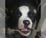 Small Photo #4 American Bulldog Puppy For Sale in CALDWELL, ID, USA