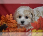 Pal - Male Bichpoo Puppy for Sale - Photo #3