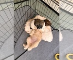 Small #2 Poochon