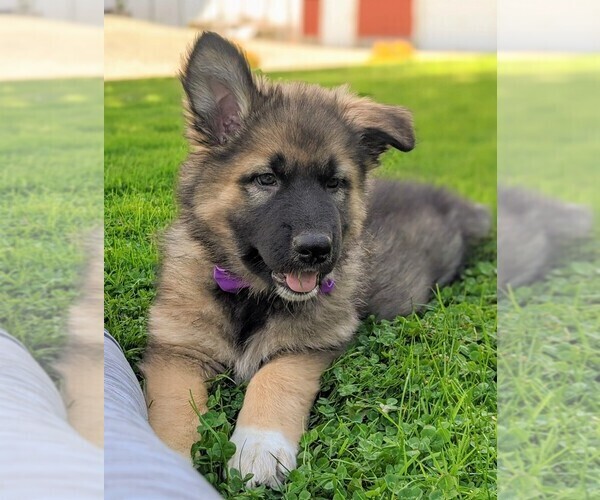 View Ad Alaskan MalamuteGerman Shepherd Dog Mix Puppy for Sale near