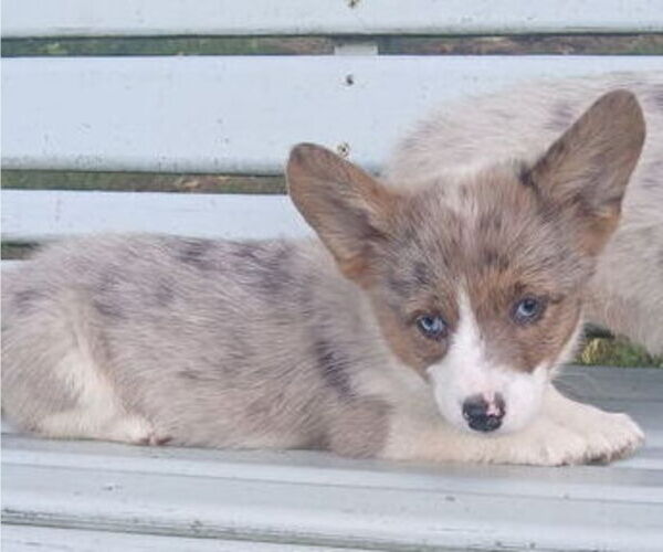Medium Photo #1 Pembroke Welsh Corgi Puppy For Sale in MILTON, WI, USA