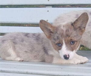 Pembroke Welsh Corgi Puppy for sale in MILTON, WI, USA