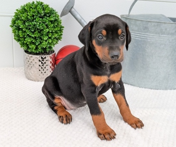 Medium Photo #11 Doberman Pinscher Puppy For Sale in GOSHEN, IN, USA