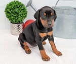 Puppy Cora Doberman Pinscher