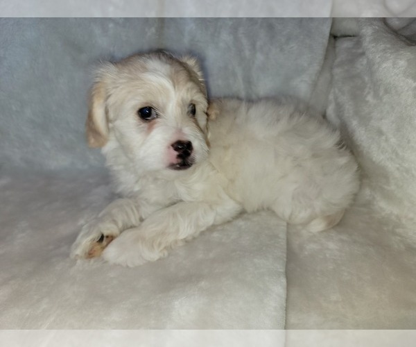 Medium Photo #3 Lhasa Apso Puppy For Sale in PHOENIX, AZ, USA