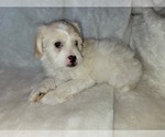 Small #2 Lhasa Apso
