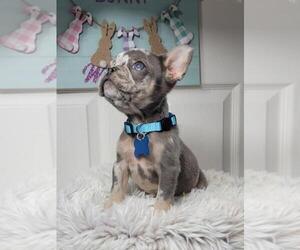 French Bulldog Puppy for sale in INDIANAPOLIS, IN, USA