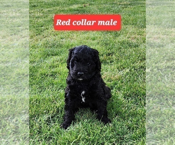 Medium Photo #2 Bernedoodle Puppy For Sale in Corunna, Ontario, Canada