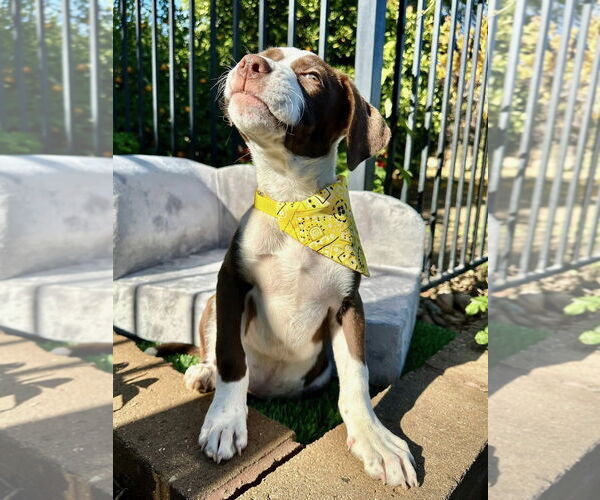 Medium Photo #10 American Pit Bull Terrier-Unknown Mix Puppy For Sale in Redlands, CA, USA