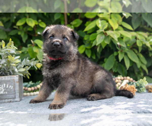 Medium Photo #2 German Shepherd Dog Puppy For Sale in SHIPSHEWANA, IN, USA