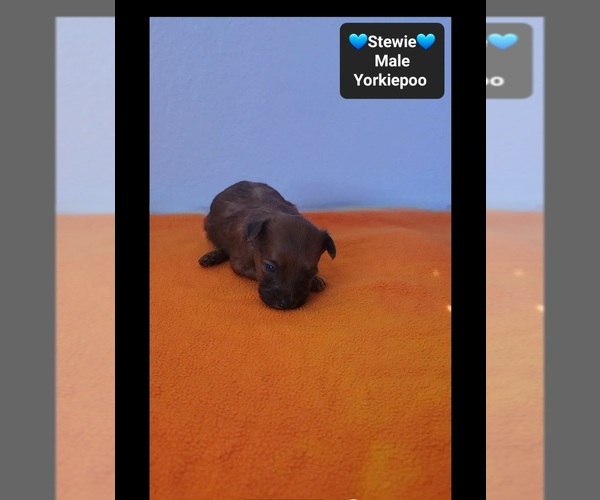 Medium Photo #3 Yorkipoo Puppy For Sale in TUCSON, AZ, USA