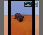 Stewie - Male Yorkipoo Puppy for Sale - Photo #3