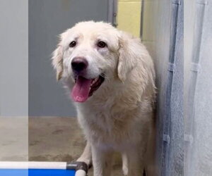 Golden Pyrenees Dogs for adoption in Aurora, IN, USA