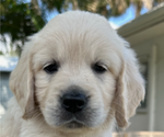 Small Photo #7 English Cream Golden Retriever Puppy For Sale in PORT SAINT LUCIE, FL, USA
