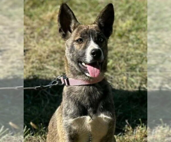 Medium Photo #1 German Shepherd Dog-Unknown Mix Puppy For Sale in Aurora, IN, USA