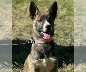 German Shepherd Dog-Unknown Mix Dogs for adoption in Aurora, IN, USA
