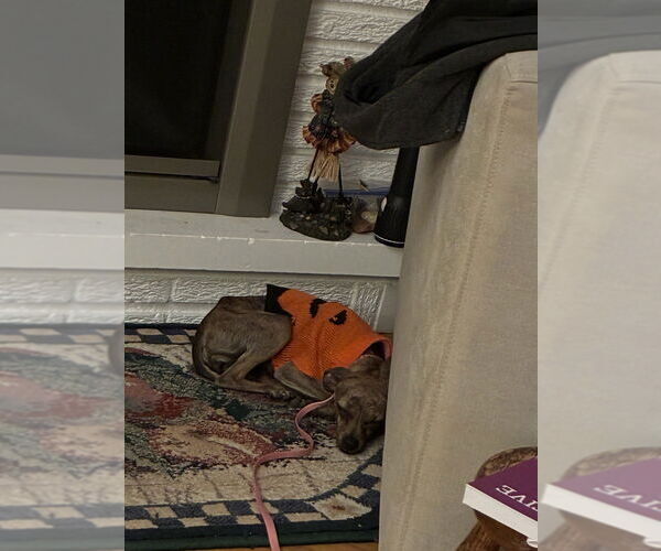 Medium Photo #2 Chihuahua-Unknown Mix Puppy For Sale in Mundelein, IL, USA