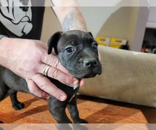 Medium Photo #1 Cane Corso Puppy For Sale in WOODLAND, WA, USA