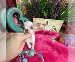 Sterling - Male Chihuahua Puppy for Sale - Photo #5